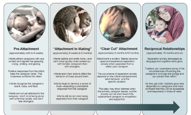 bowlby attachment phases